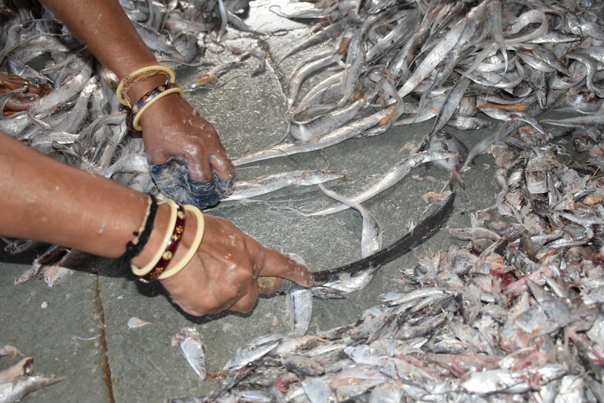 Hands sorting a fresh catch of fish