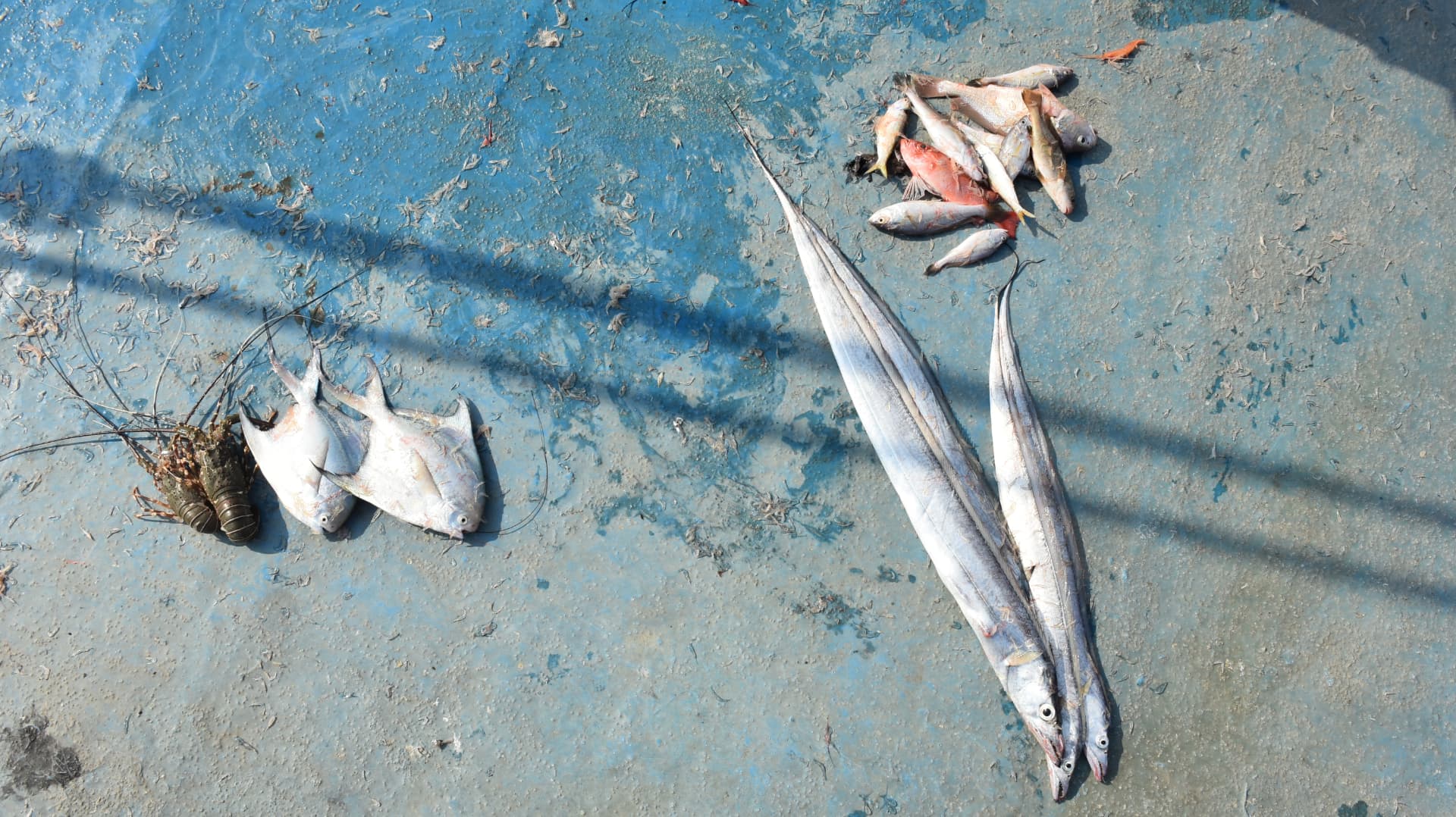 Fish laid out on a blue-washed floor